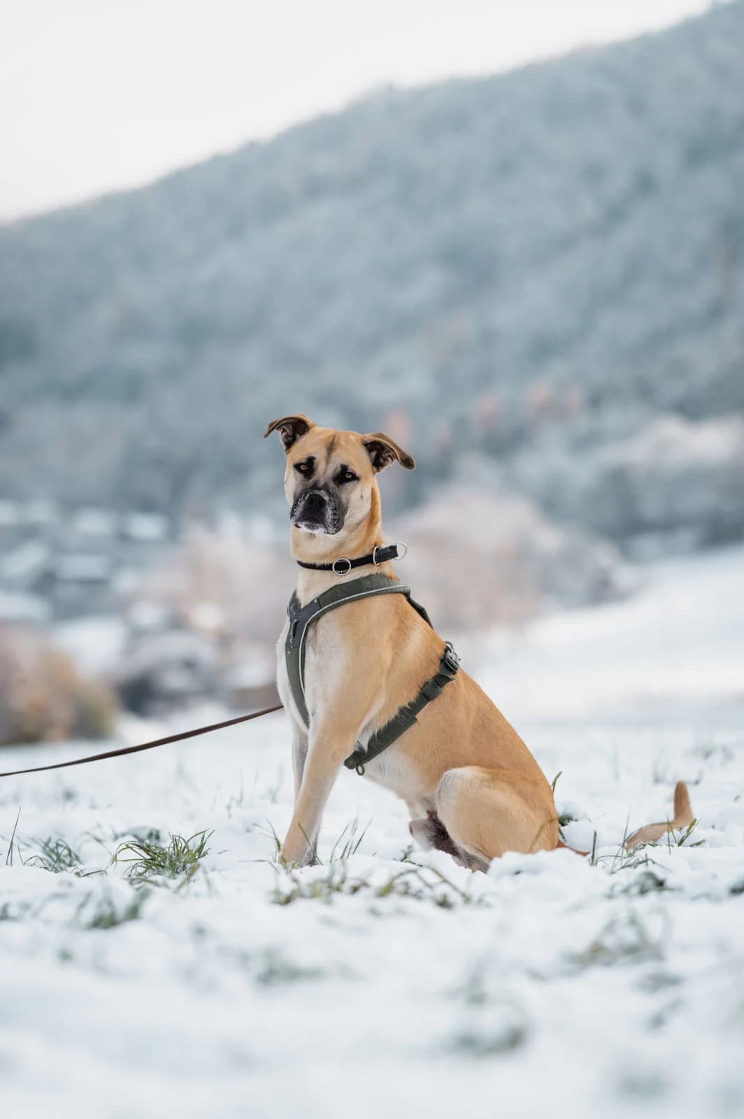 Cato, male young Mixed Breed for adoption at Tierschutzverein für Tirol, Innsbruck