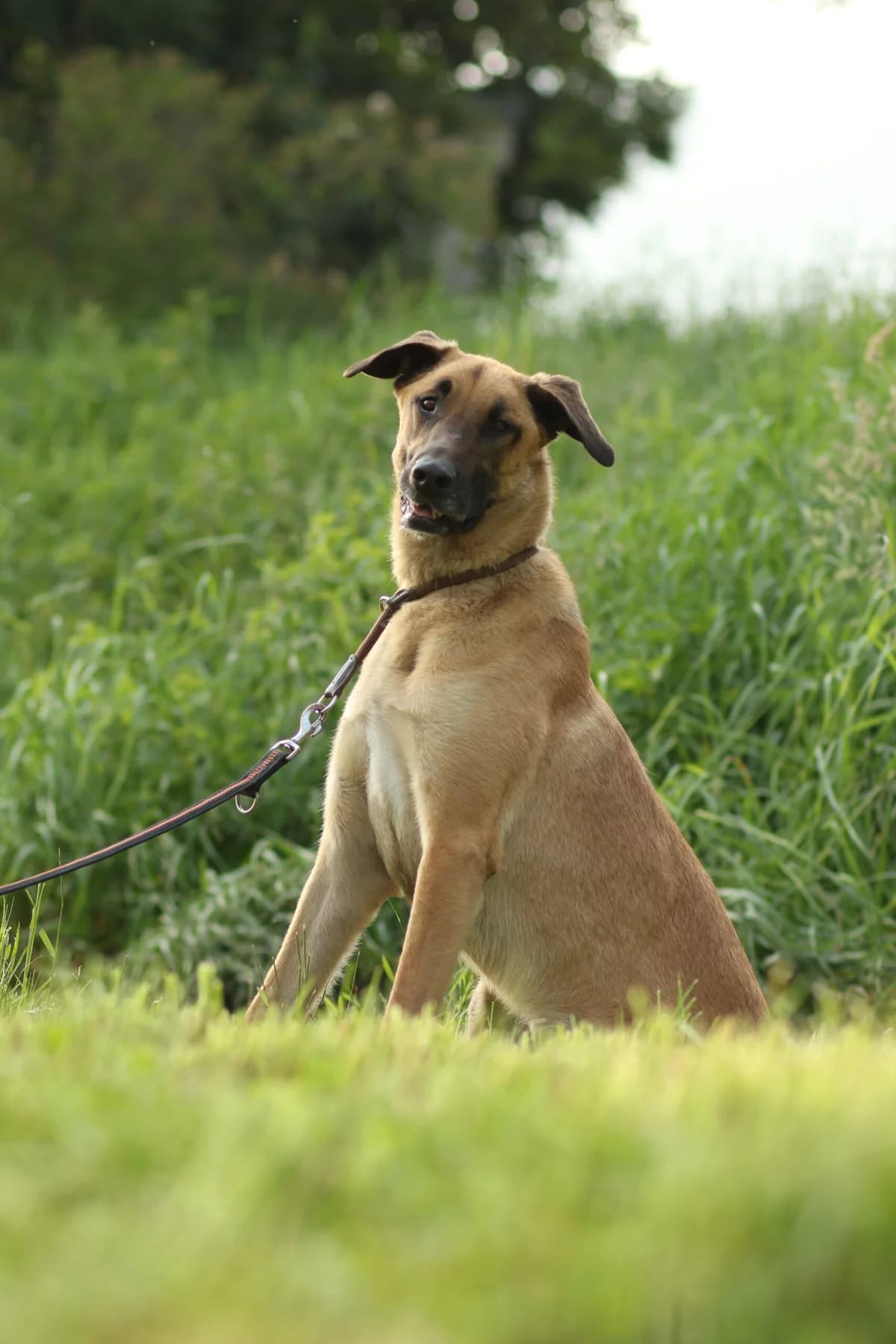 Enjo, male 4yo Belgian Malinois for adoption at Tierschutzverein für Tirol, Innsbruck