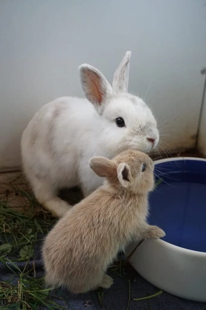 Kaninchen,  Mixed Breed for adoption at Tierschutzverein für Tirol, Innsbruck