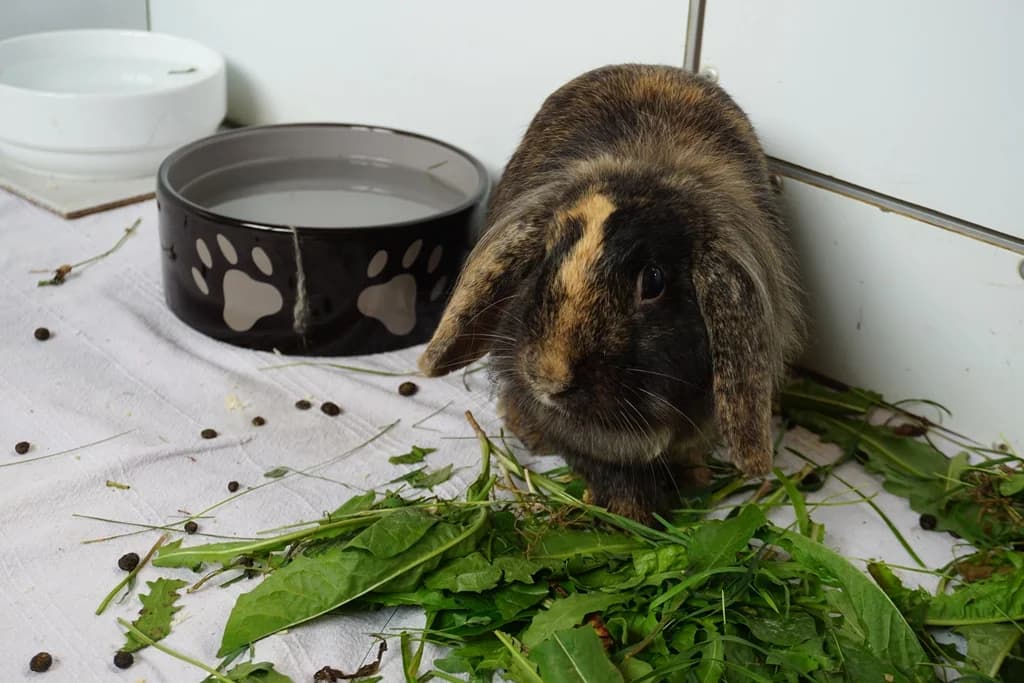 Kaninchen photo 3