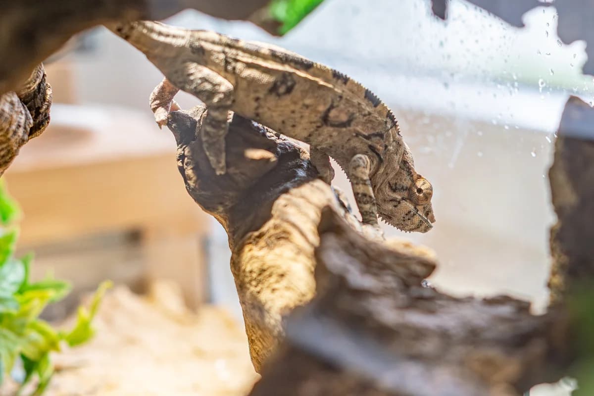 Pantherchamäleon,  Mixed Breed for adoption at Tierschutzverein für Tirol, Innsbruck