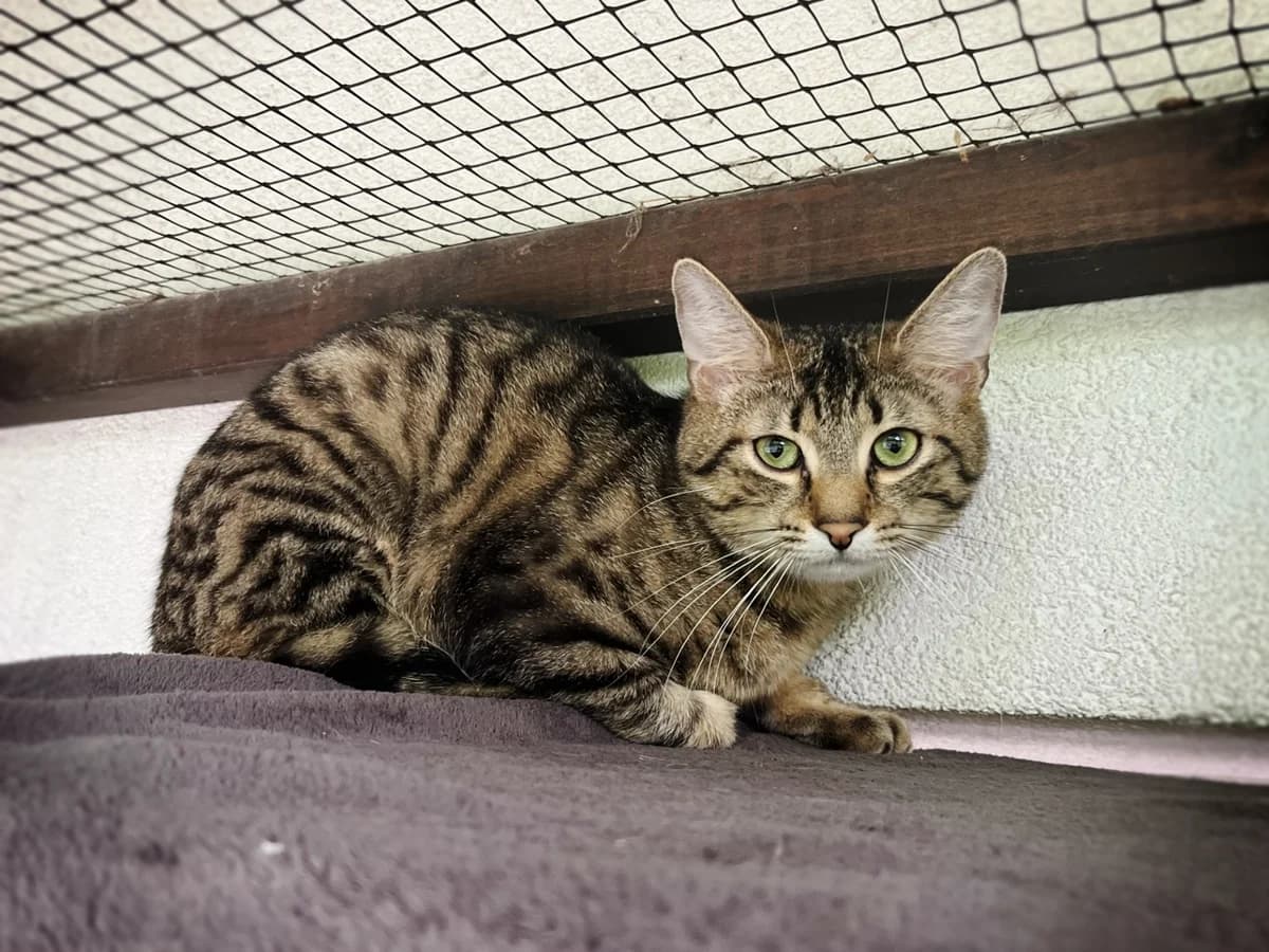 Bilbo & Frodo, male Domestic Shorthair for adoption at Tierschutzverein für Tirol, Innsbruck
