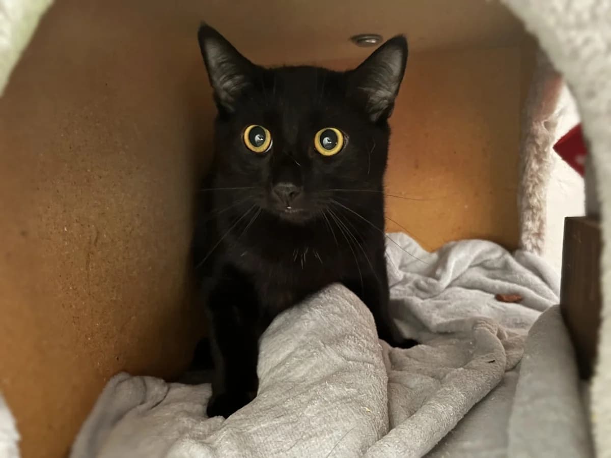 Bilbo & Frodo photo 3