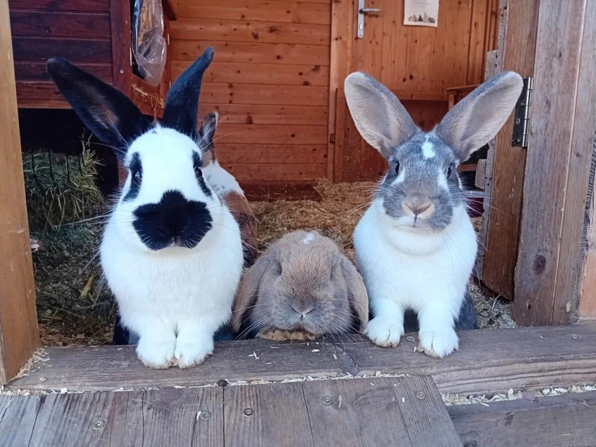 Kaninchen (Außenhaltung),  Domestic Rabbit for adoption at Tierschutzverein für Tirol, Innsbruck