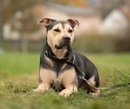 Knödel, male Mixed Breed for adoption at Tierschutzverein für Tirol, Innsbruck