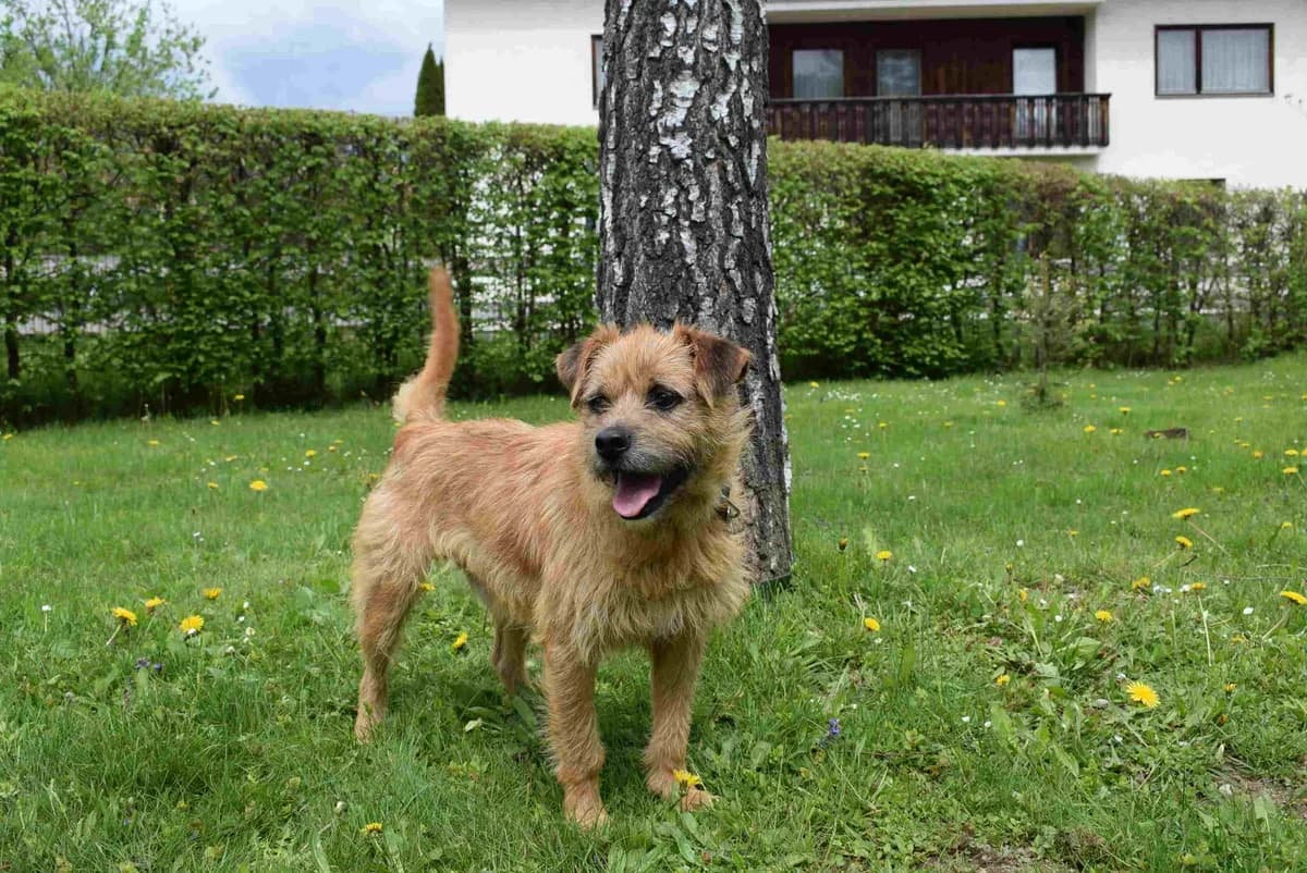 Yuko, braun male 5yo Mixed Breed for adoption at Kärntner Tierschutzverein Villach, Villach