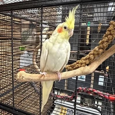 Aki, female mixed breed for adoption at Vorarlberger Tierschutzheim