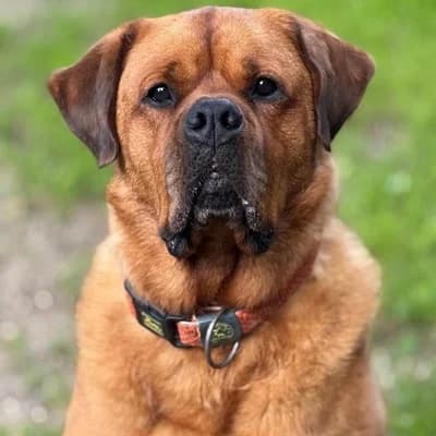 Alvin, male Rottweiler for adoption at Vorarlberger Tierschutzheim