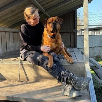 Alvin, brown male Rottweiler for adoption at Tierheim Dornbirn, Dornbirn — photo 2 of 11