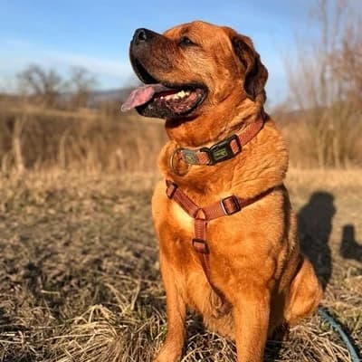Alvin, brown male Rottweiler for adoption at Tierheim Dornbirn, Dornbirn — photo 3 of 11