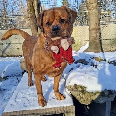 Alvin, brown male Rottweiler for adoption at Tierheim Dornbirn, Dornbirn — photo 4 of 11