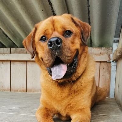 Alvin, brown male Rottweiler for adoption at Tierheim Dornbirn, Dornbirn — photo 5 of 11