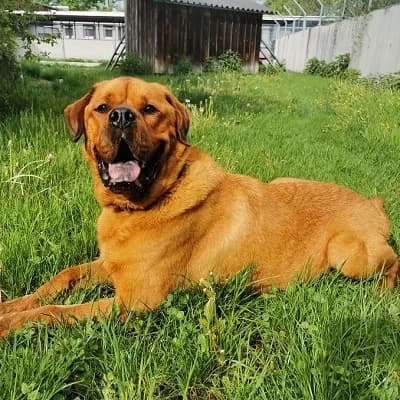 Alvin, brown male Rottweiler for adoption at Tierheim Dornbirn, Dornbirn — photo 6 of 11