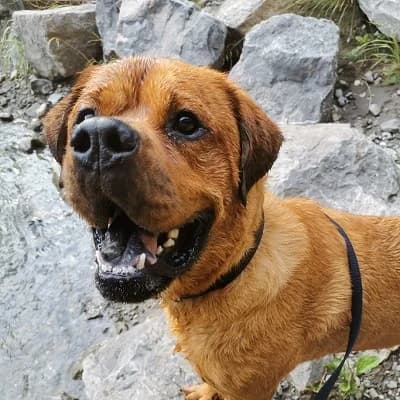 Alvin, brown male Rottweiler for adoption at Tierheim Dornbirn, Dornbirn — photo 7 of 11