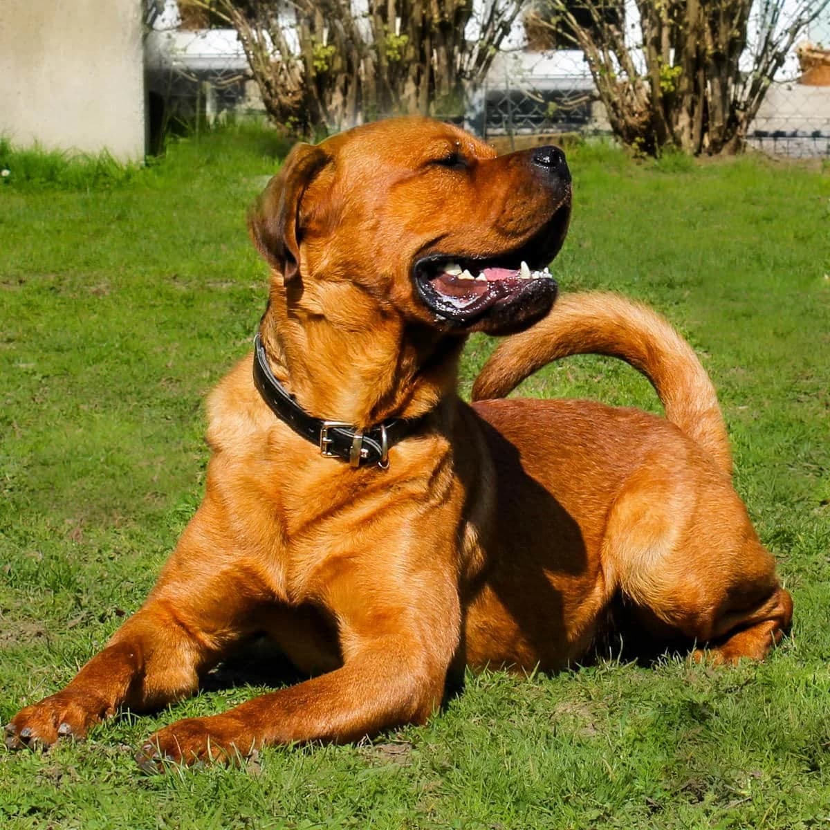 Alvin, brown male Rottweiler for adoption at Tierheim Dornbirn, Dornbirn — photo 8 of 11