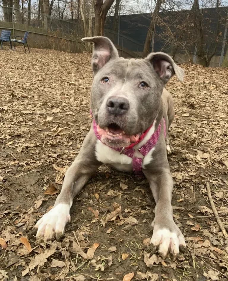 Amy, female Mixed Breed for adoption at Tierheim Arche Noah, Graz