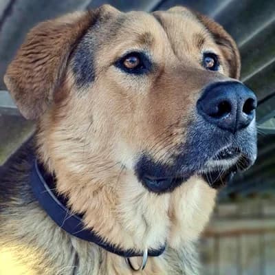 Apollo, male Mixed Breed for adoption at Vorarlberger Tierschutzheim