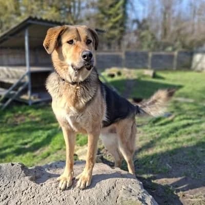 Apollo, cream male Mixed Breed for adoption at Tierheim Dornbirn, Dornbirn — photo 2 of 11