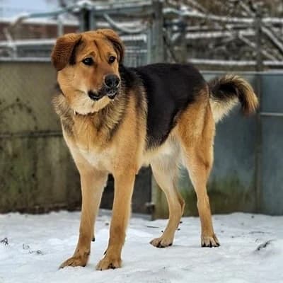 Apollo, cream male Mixed Breed for adoption at Tierheim Dornbirn, Dornbirn — photo 5 of 11