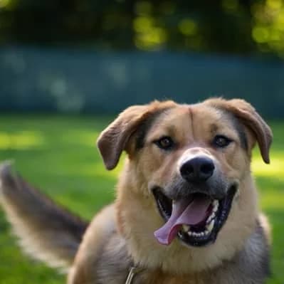 Apollo, cream male Mixed Breed for adoption at Tierheim Dornbirn, Dornbirn — photo 6 of 11