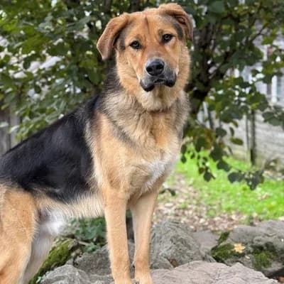 Apollo, cream male Mixed Breed for adoption at Tierheim Dornbirn, Dornbirn — photo 7 of 11