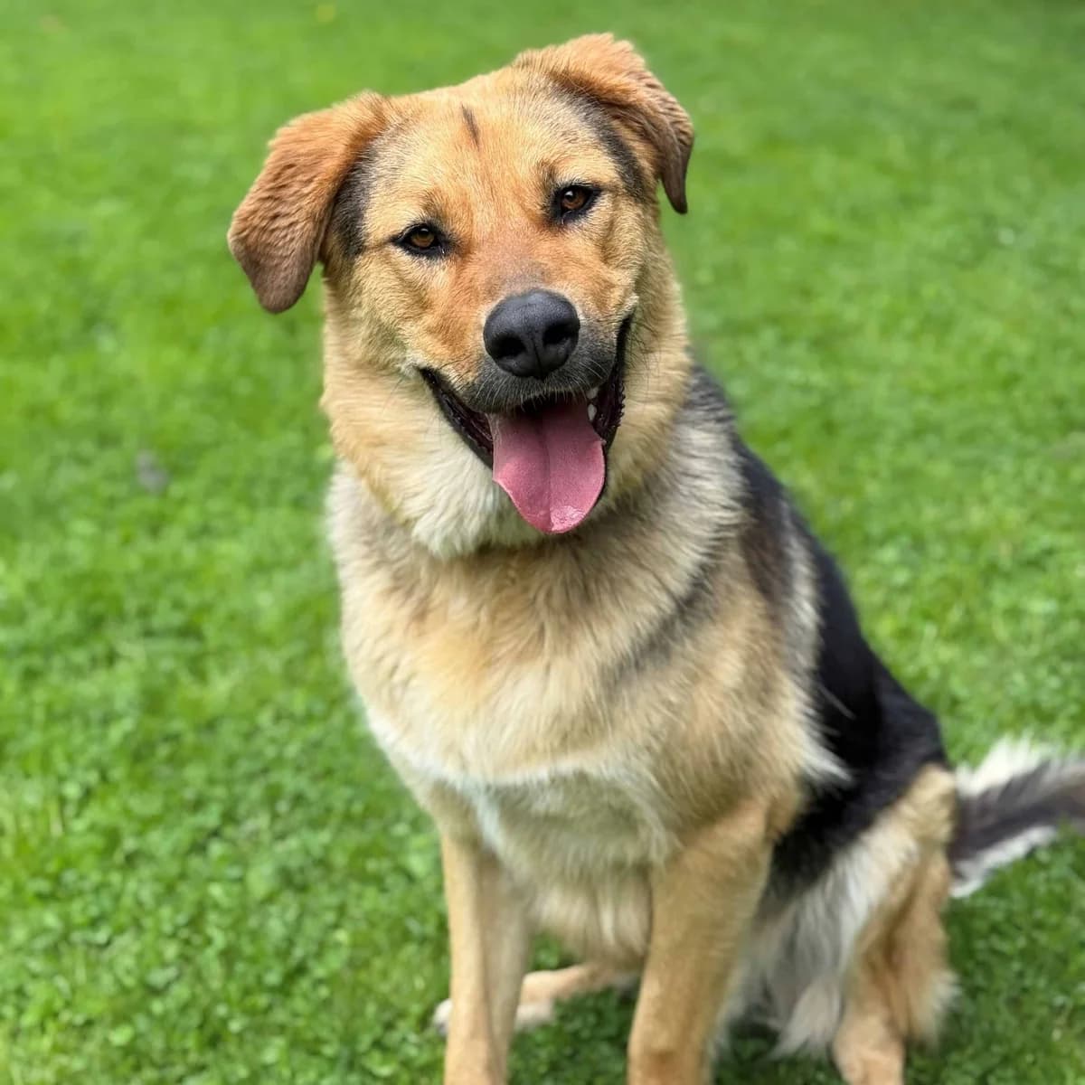 Apollo, cream male Mixed Breed for adoption at Tierheim Dornbirn, Dornbirn — photo 8 of 11