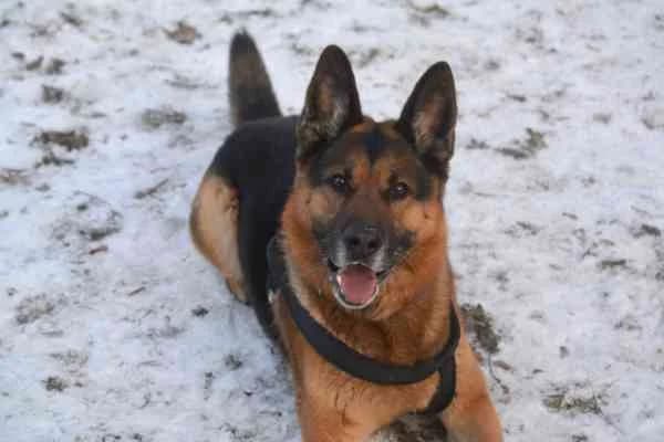 Ares, male 7yo German Shepherd for adoption at Tierschutzverein St. Pölten, St. Pölten