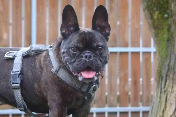 Arnold, French Bulldog (Tierschutzverein St. Pölten)
