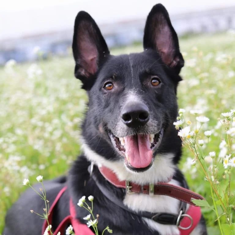 Aro,  7yo Mixed Breed for adoption at Tierheim Arche Noah, Graz