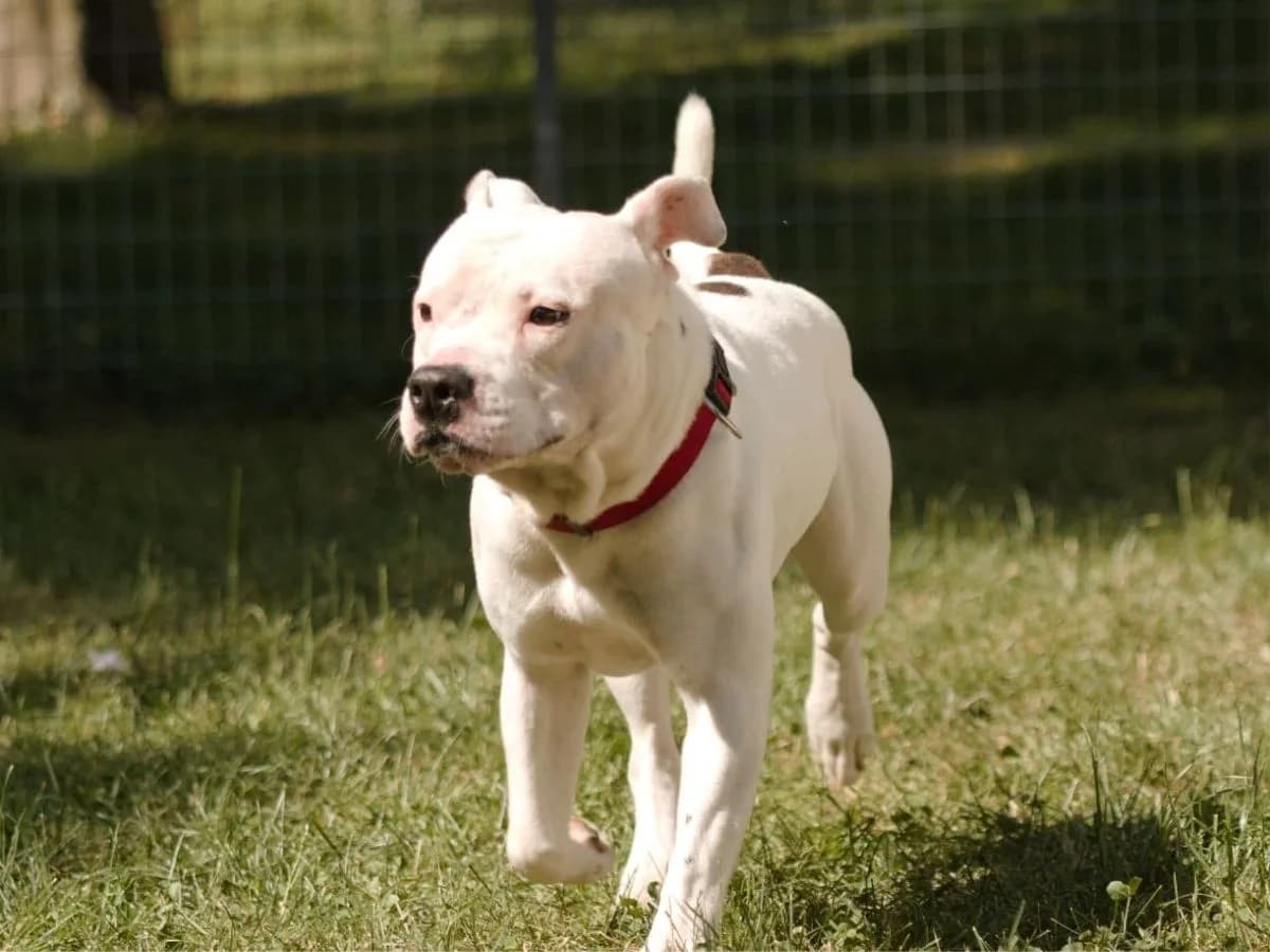 Whiti, male young American Staffordshire Terrier for adoption at Tierheim Arche Noah, Graz