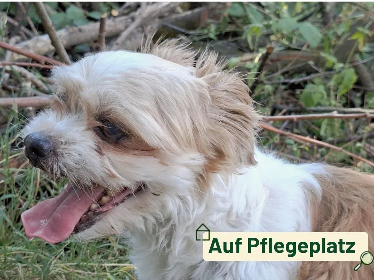 Jonny, Mixed Breed (Tierheim Arche Noah)