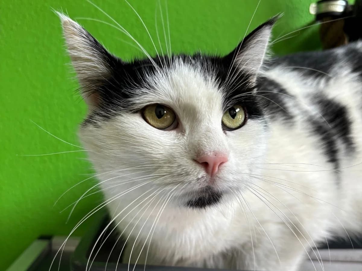 Semmi, male European Shorthair for adoption at Tierheim Arche Noah, Graz