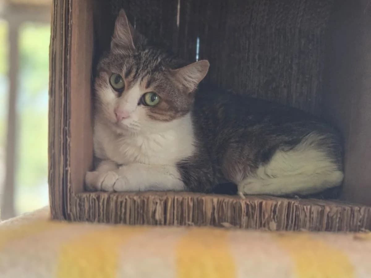 Didi, European Shorthair (Tierheim Arche Noah)