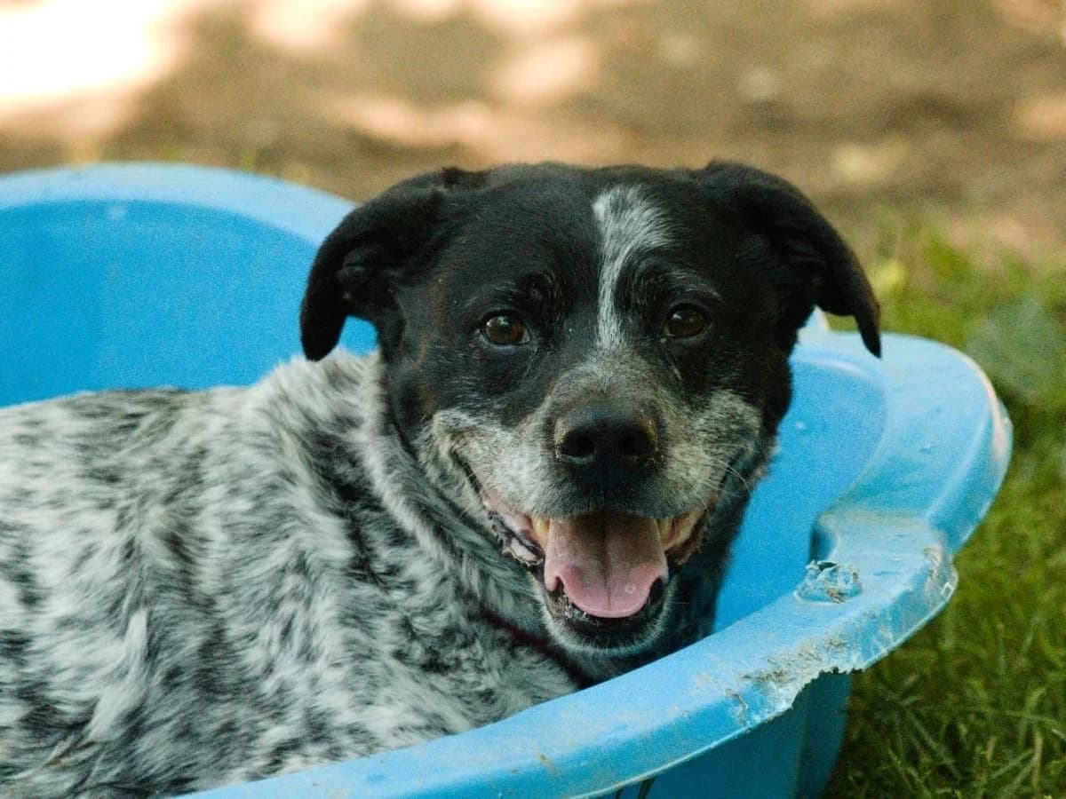 Bambi, Mixed Breed (Tierheim Arche Noah)