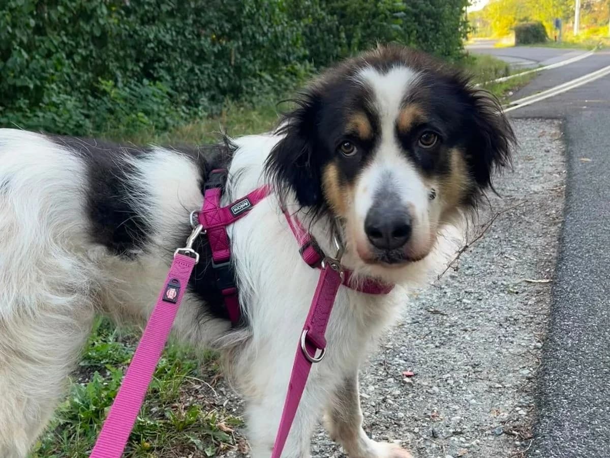 Luna, Mixed Breed (Tierheim Arche Noah)