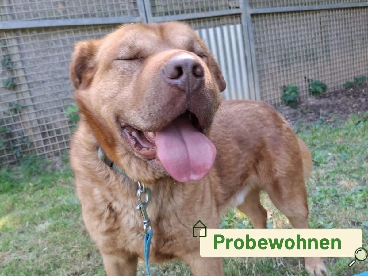 Zola, Mixed Breed (Tierheim Arche Noah)