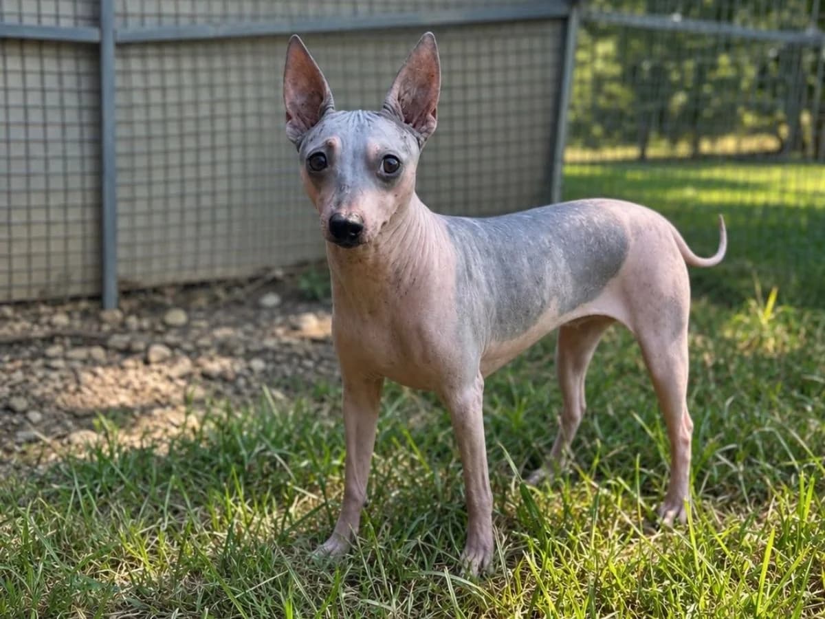 Putzy, female young mixed breed for adoption at Tierheim Arche Noah, Graz