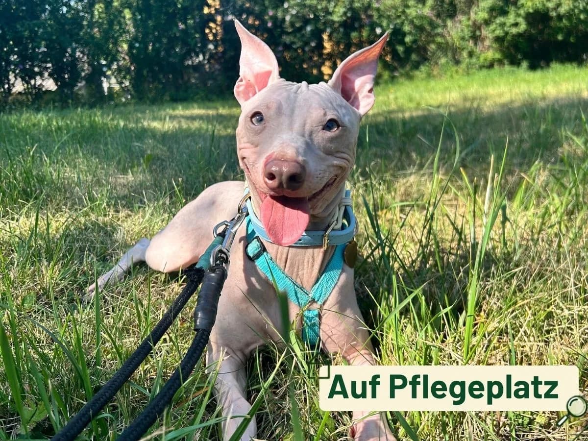 Zenyo, female young mixed breed for adoption at Tierheim Arche Noah, Graz