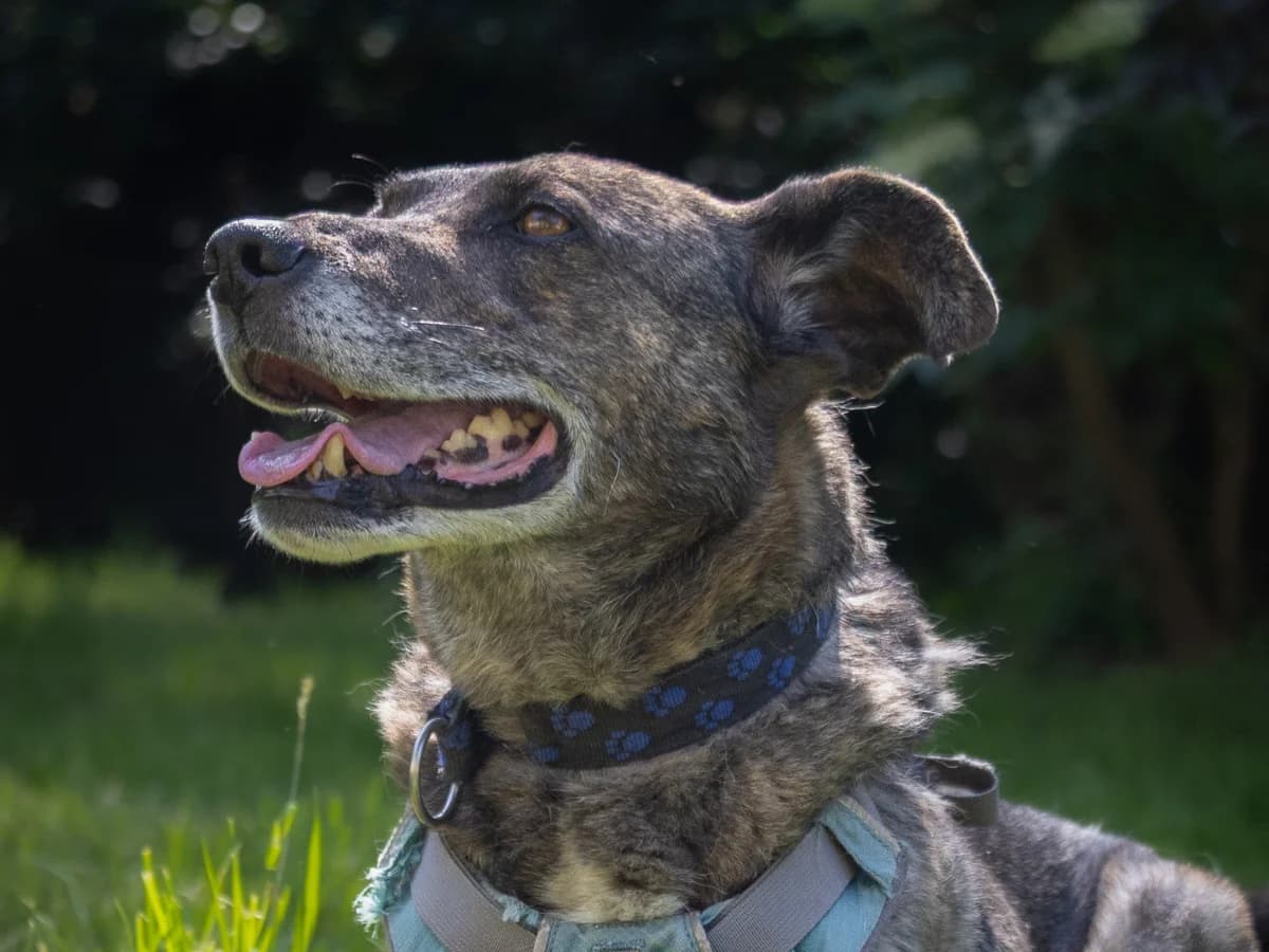 Carlos, male senior Mixed Breed for adoption at Tierheim Arche Noah, Graz