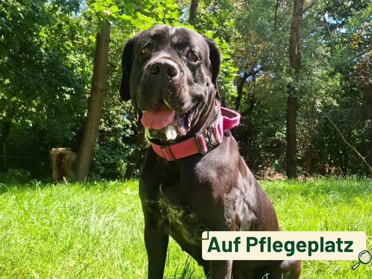 Betty, Cane Corso (Tierheim Arche Noah)