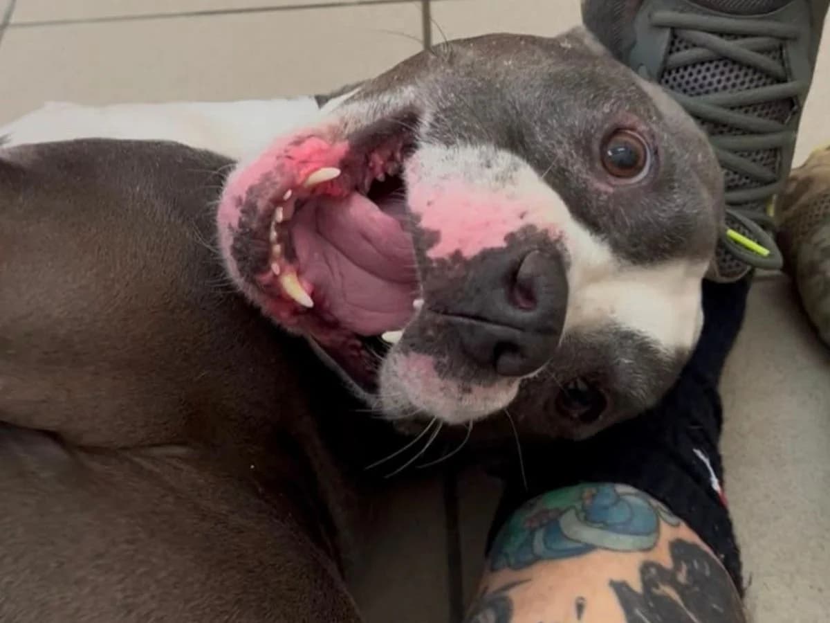 Sky, male 7yo American Staffordshire Terrier for adoption at Tierheim Arche Noah, Graz