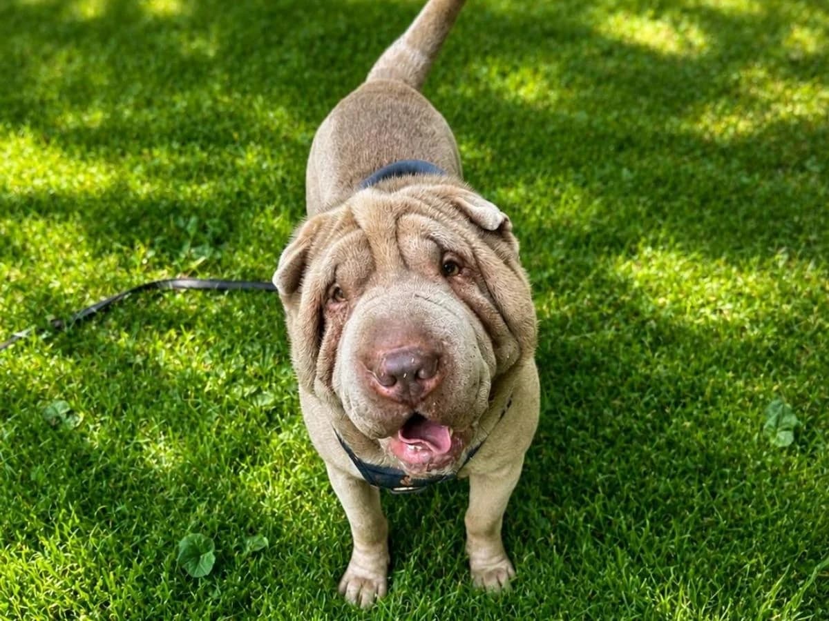 Bruno Mars, male 6yo Shar Pei for adoption at Tierheim Arche Noah, Graz