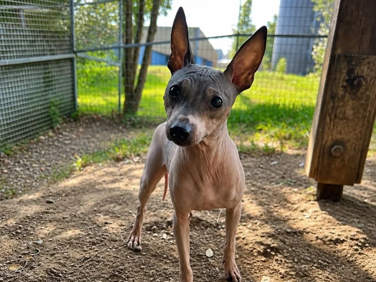 Nala,  (Tierheim Arche Noah)