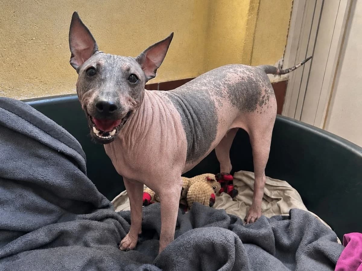 Lola,  (Tierheim Arche Noah)