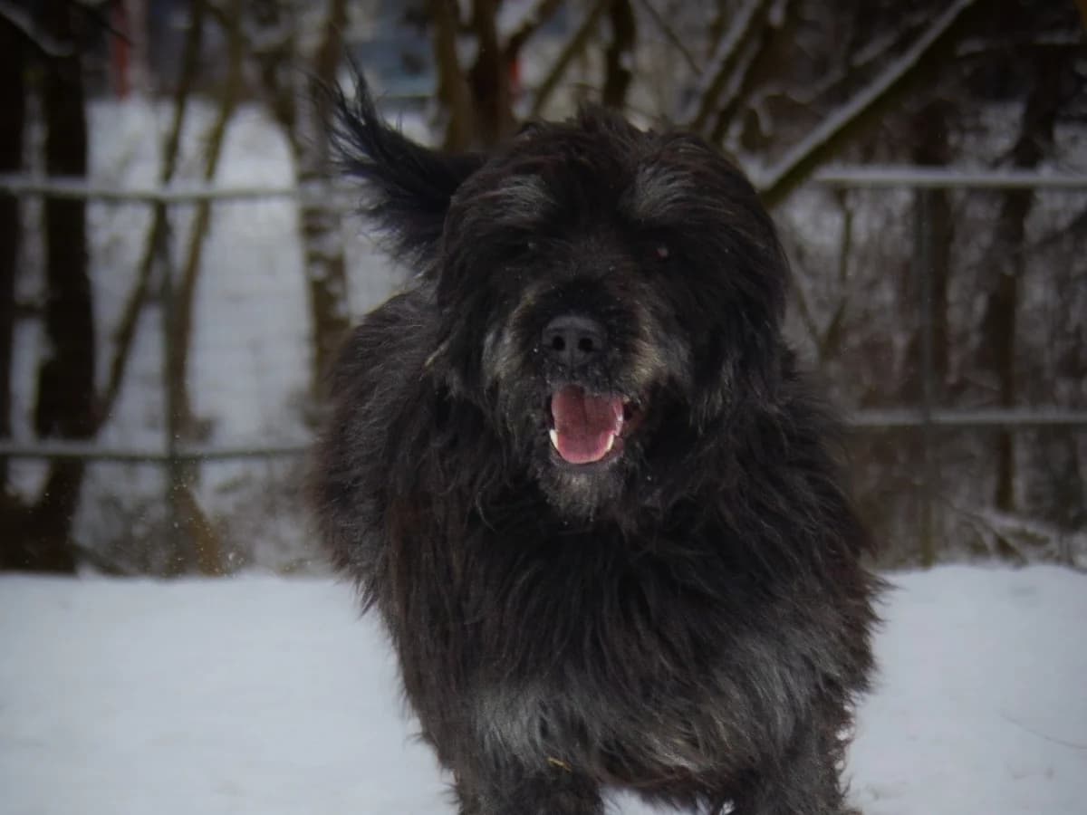 Baron, male young Mixed Breed for adoption at Tierheim Arche Noah, Graz