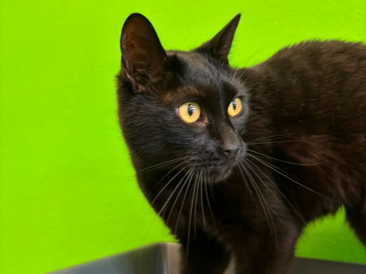 Armando, male 4yo European Shorthair for adoption at Tierheim Arche Noah, Graz