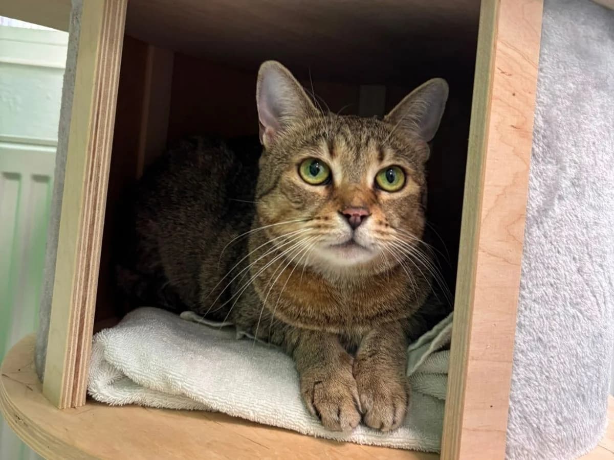 Luna, European Shorthair (Tierheim Arche Noah)