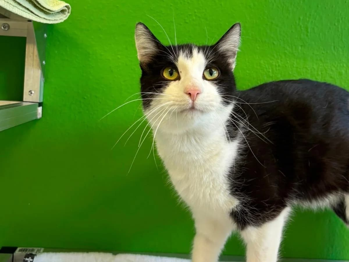 Timmi, male young European Shorthair for adoption at Tierheim Arche Noah, Graz