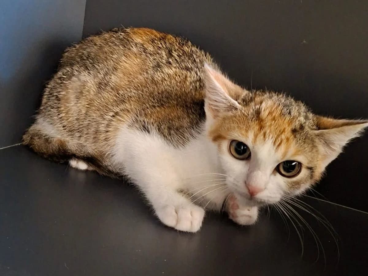 Nina, female puppy European Shorthair for adoption at Tierheim Arche Noah, Graz