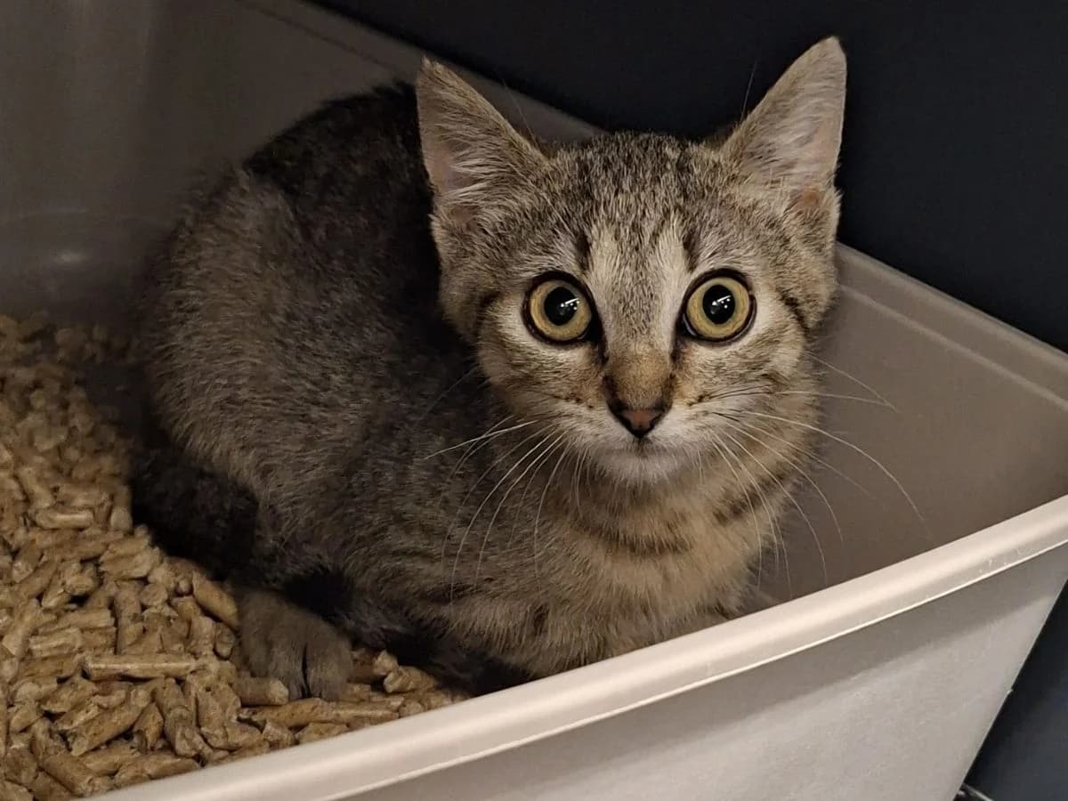 Rita, female puppy European Shorthair for adoption at Tierheim Arche Noah, Graz
